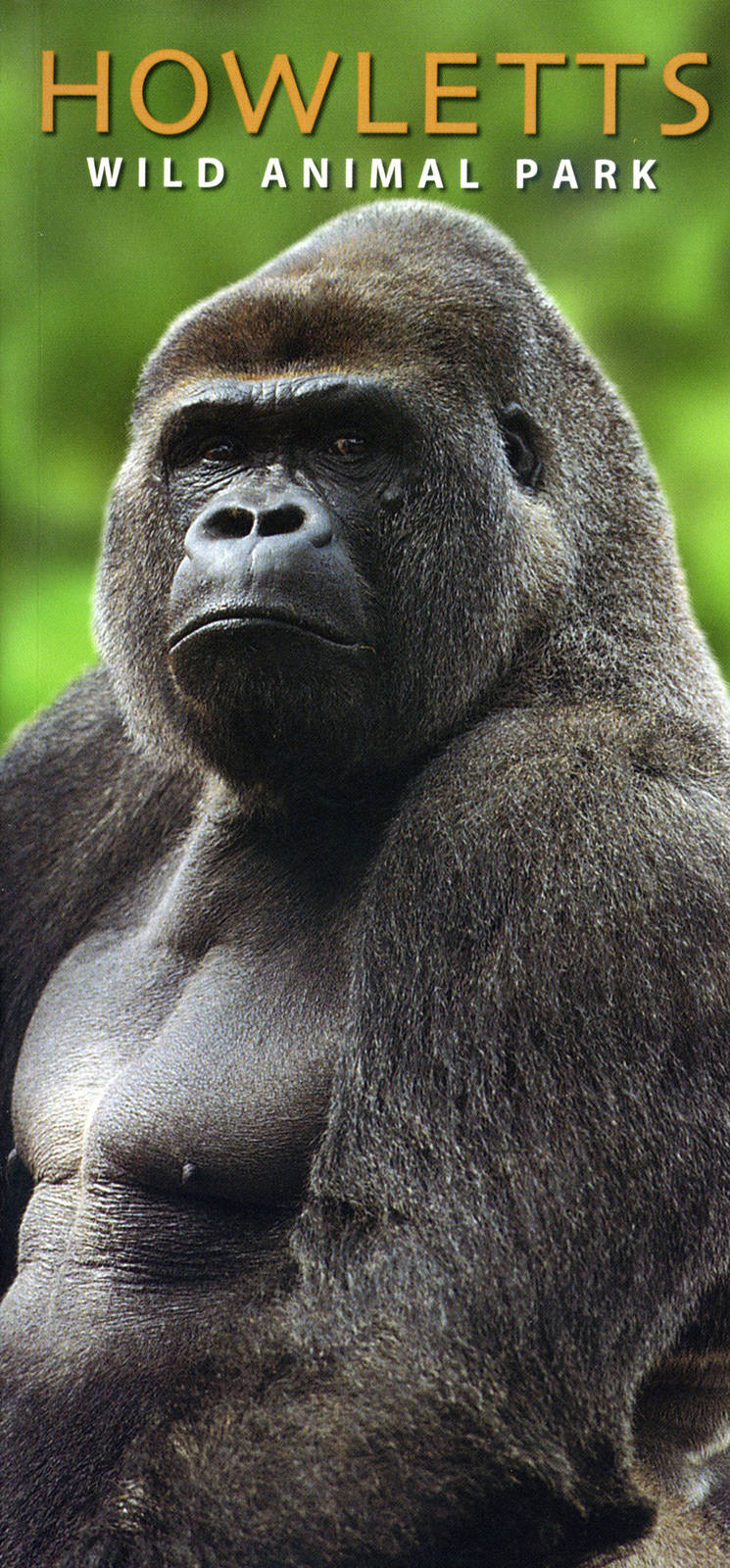 Bitam the Gorilla