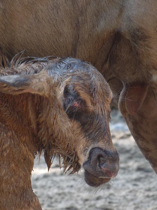 Bith of a wildebeest