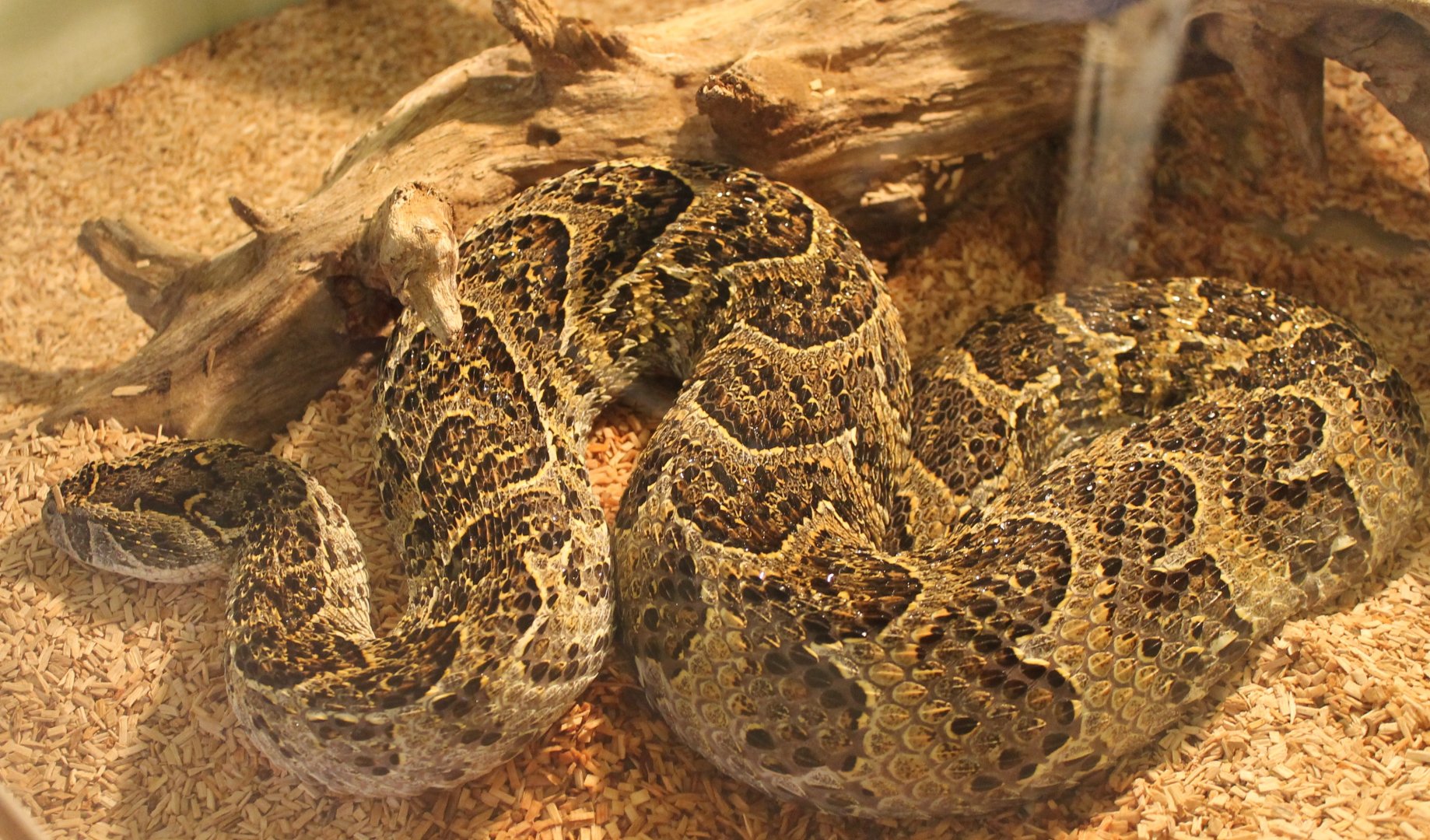 Bitis arietans