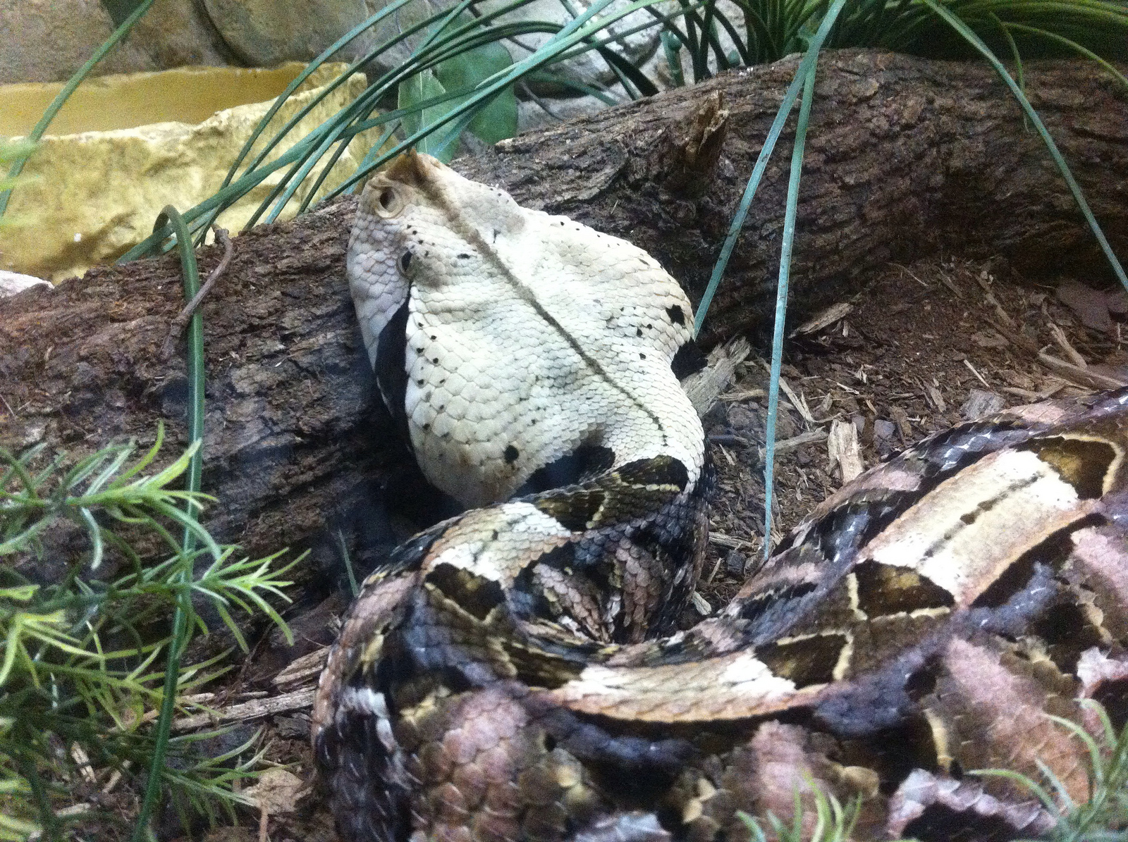 Bitis gabonica, Gabon Viper