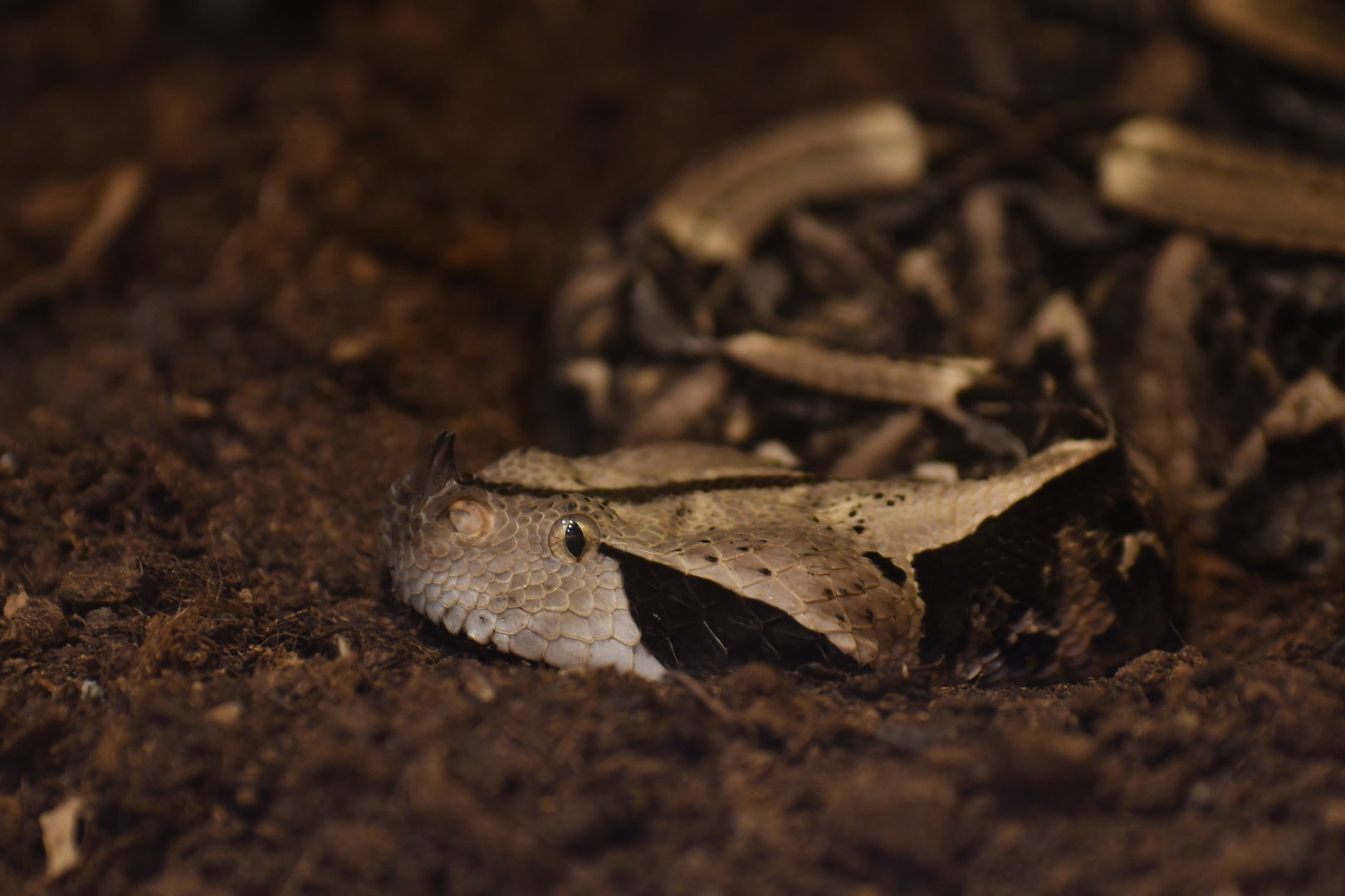 Bitis gabonica