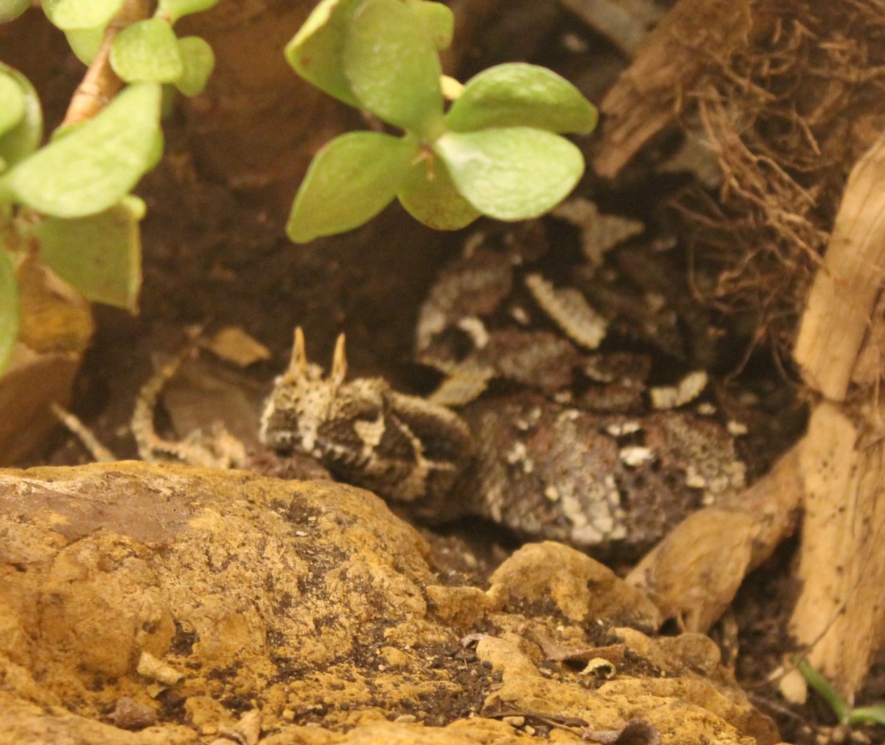 Bitis nasicornis