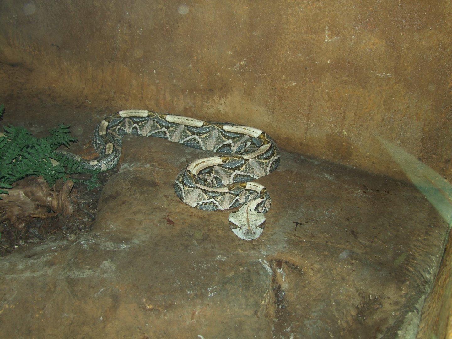 Bitis rhinoceros