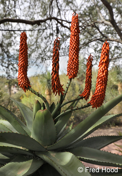 bitter aloe in bloom