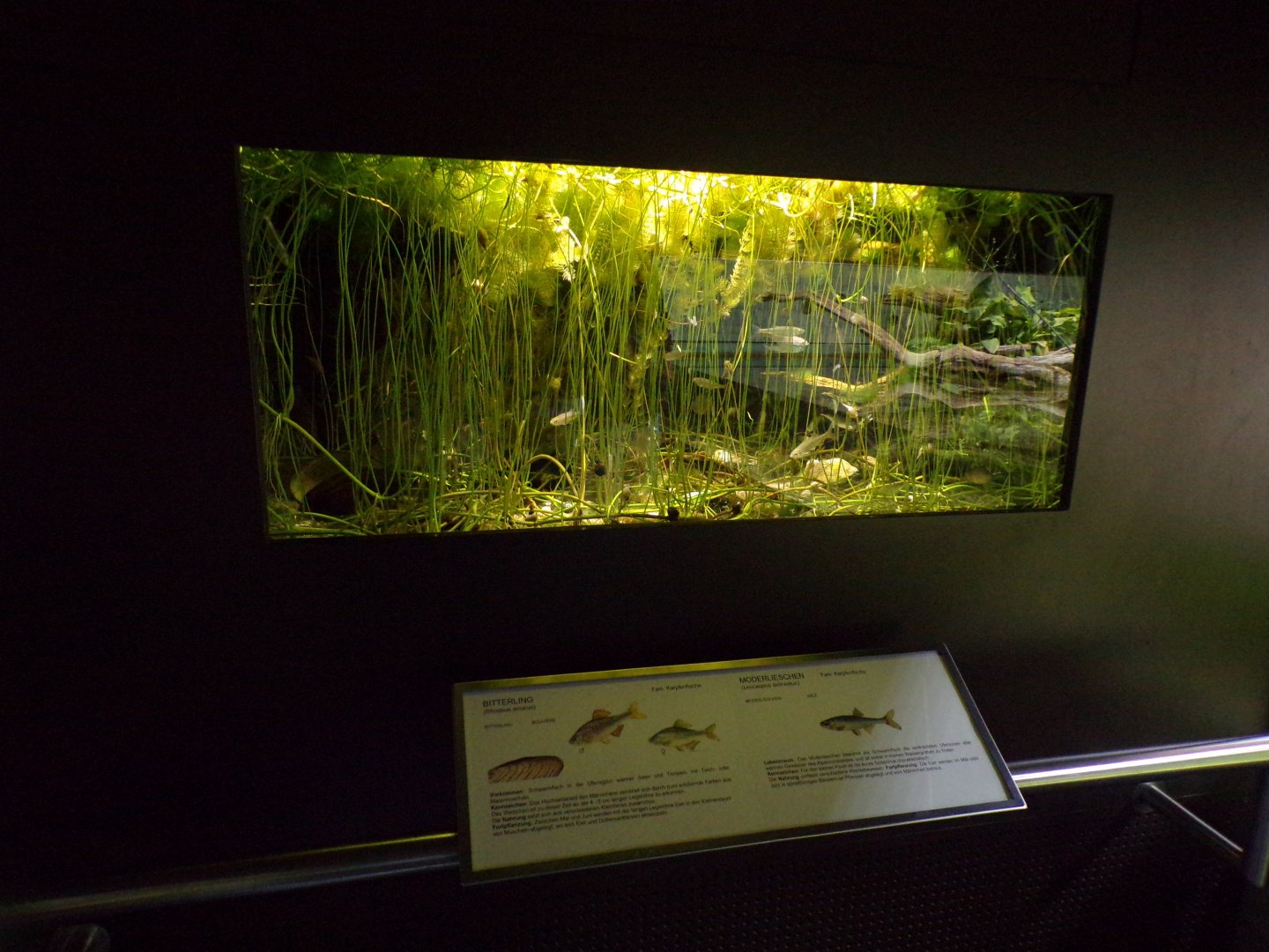 Bitterling and Moderlieschen tank 9.7.25