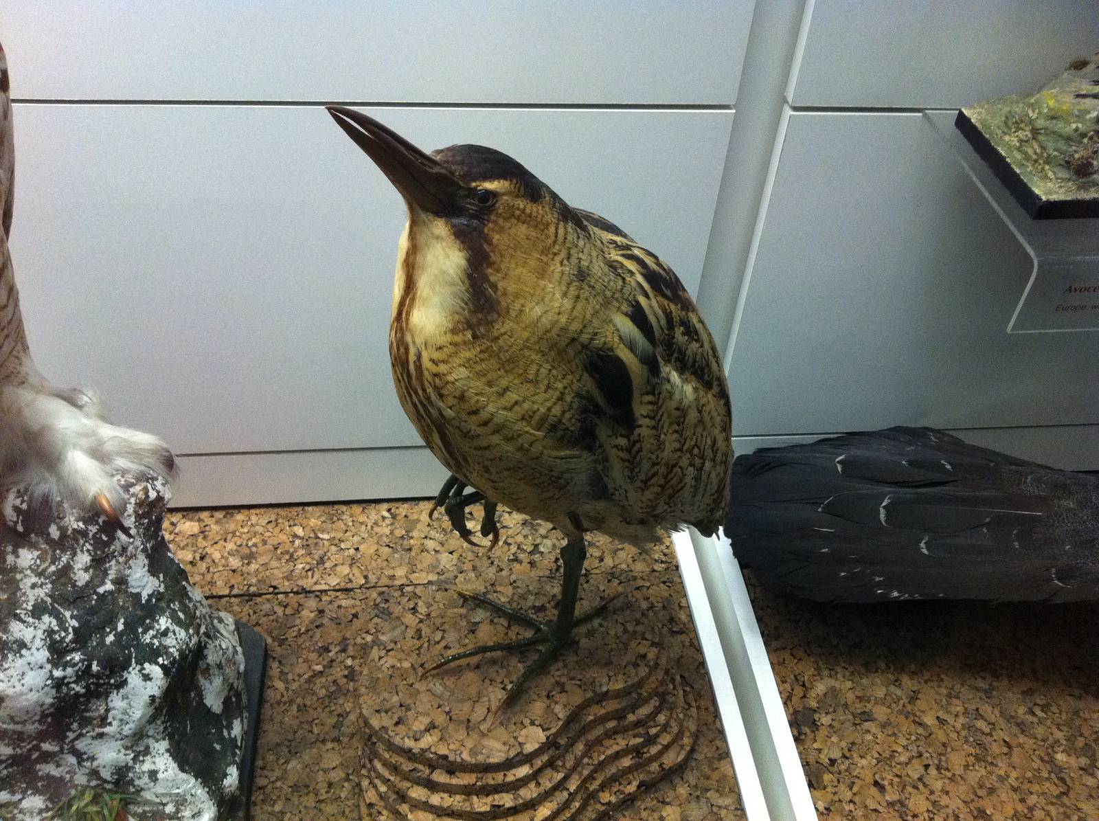Bittern Display - Manchester Museum 29.12.10