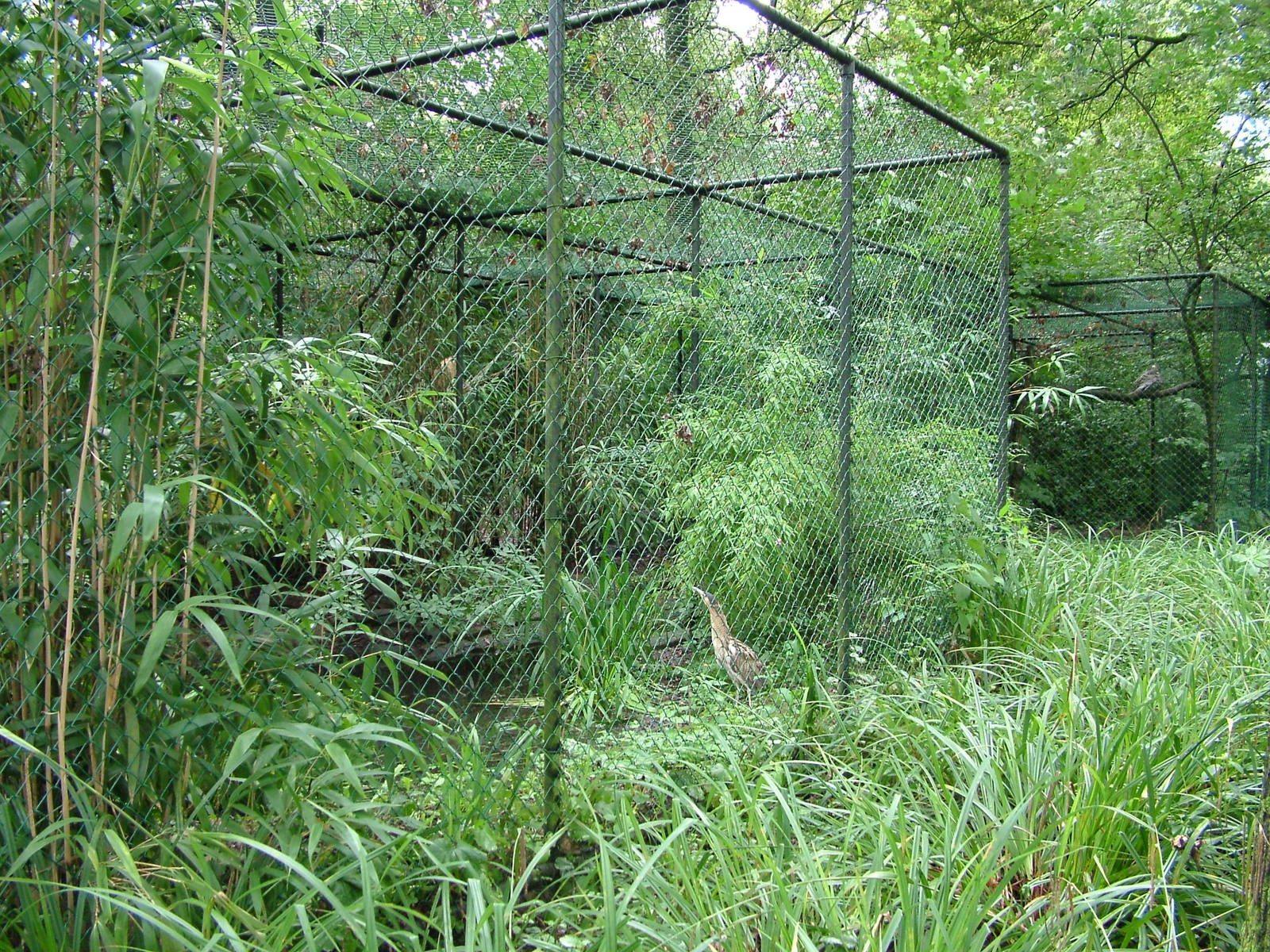 Bittern Exhibit at Burgers Zoo Arnhem, 29/08/10