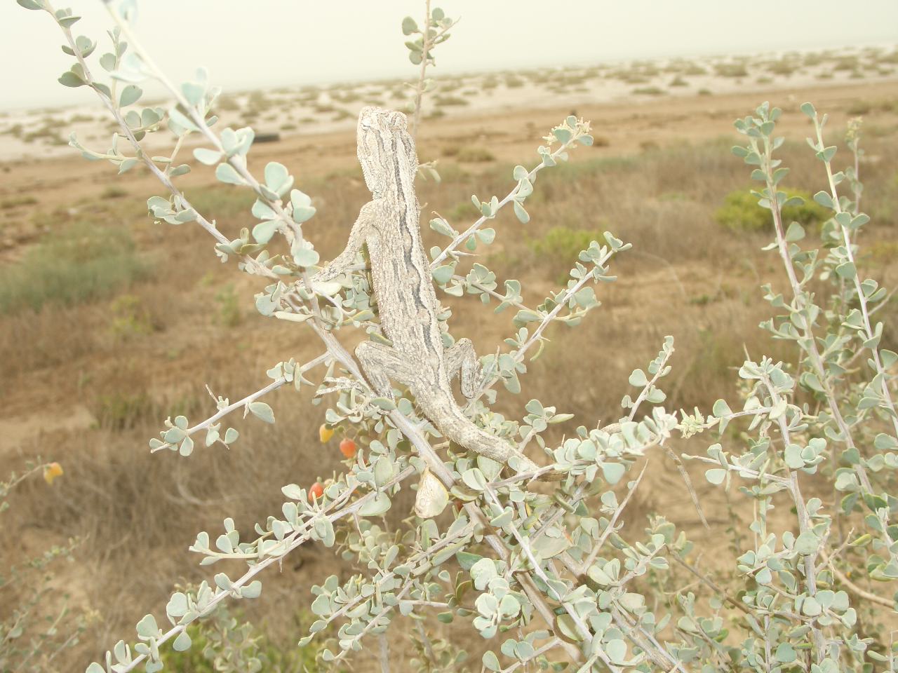 biue-throated agamid