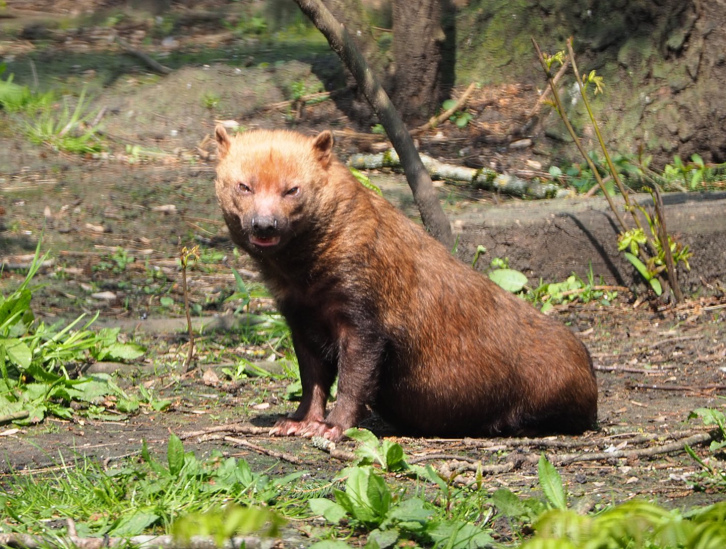 Biush dog (Speothos venaticus), 2021-04-20