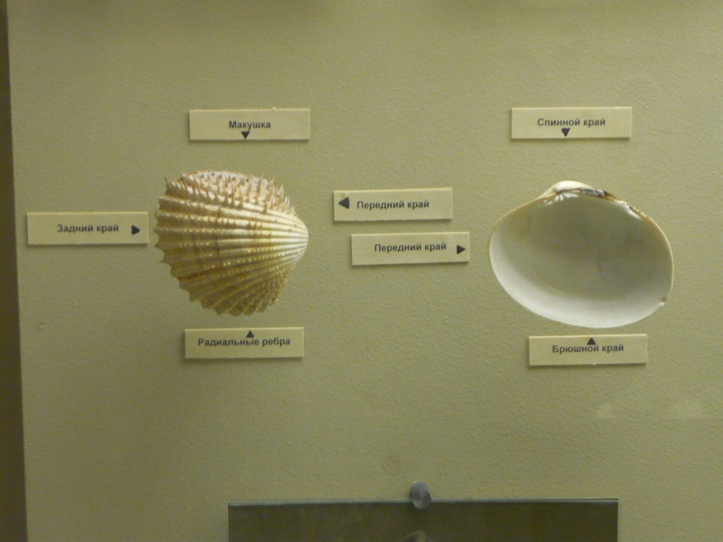 Bivalve shell morphology