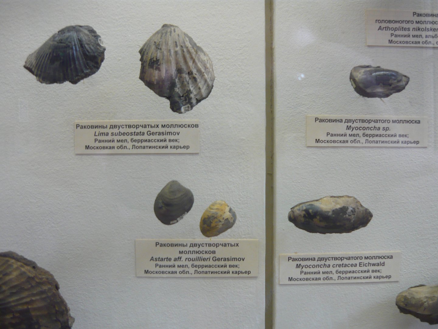 Bivalves