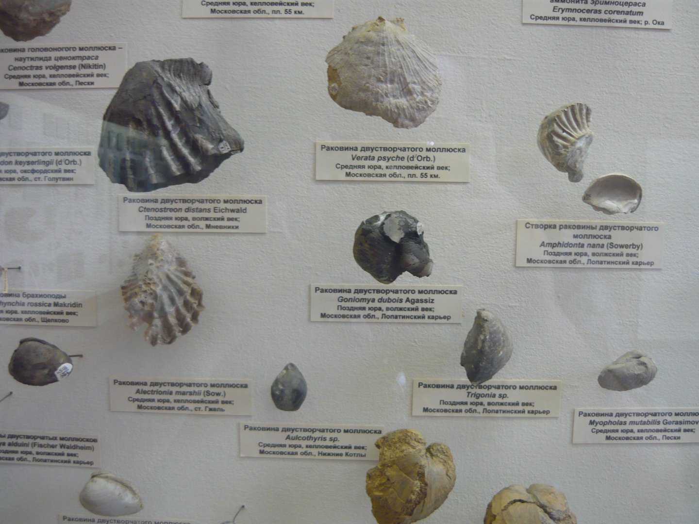 Bivalves