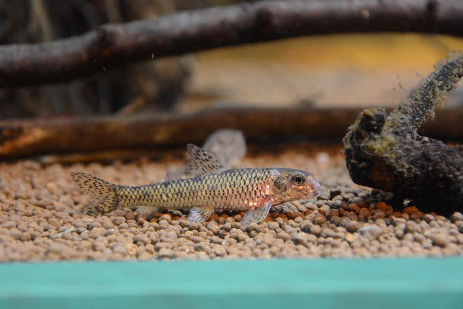 Biwa dwarf gudgeon (Biwia zezera)