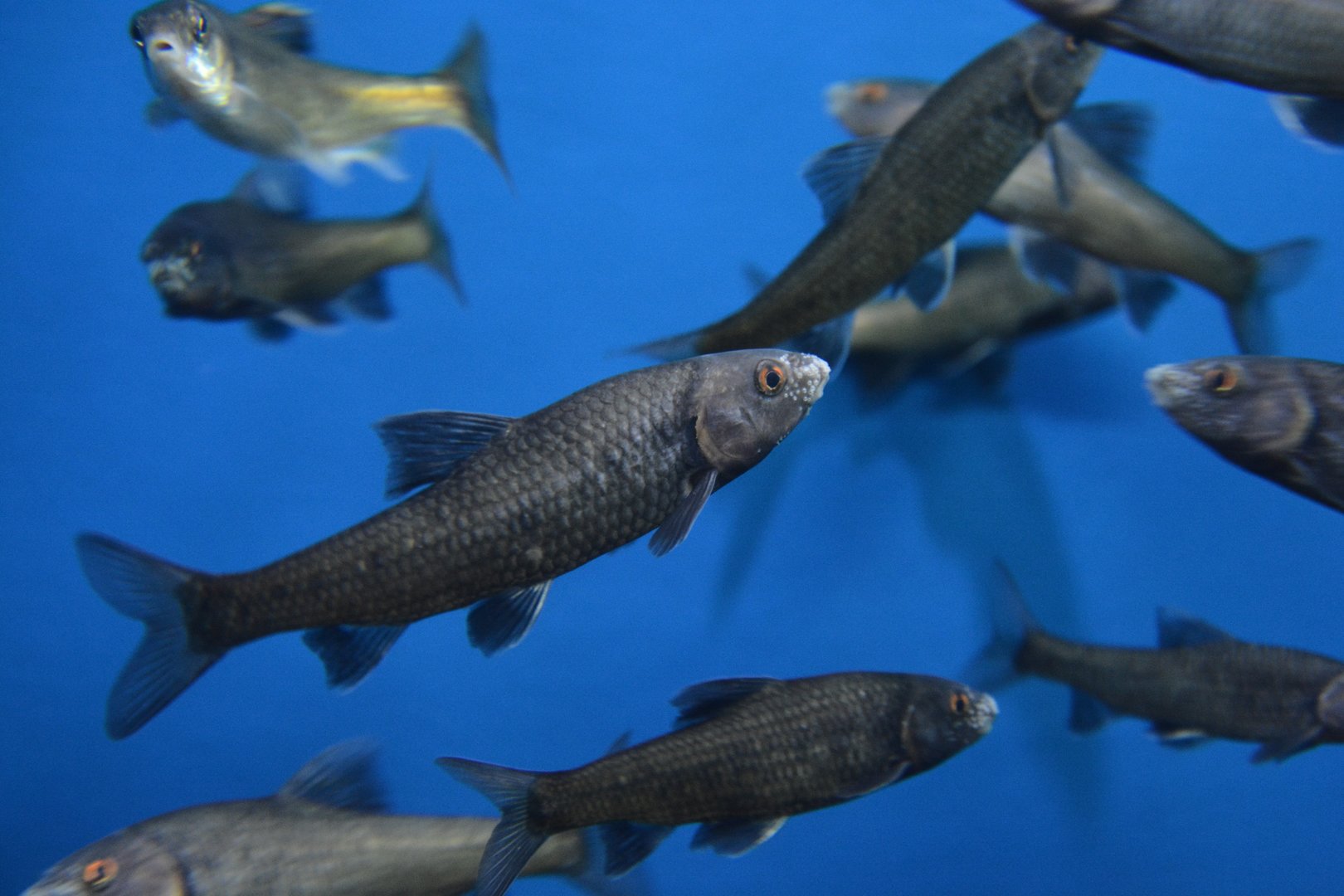 Biwa-higai gudgeon (Sarcocheilichthys variegatus microoculus)