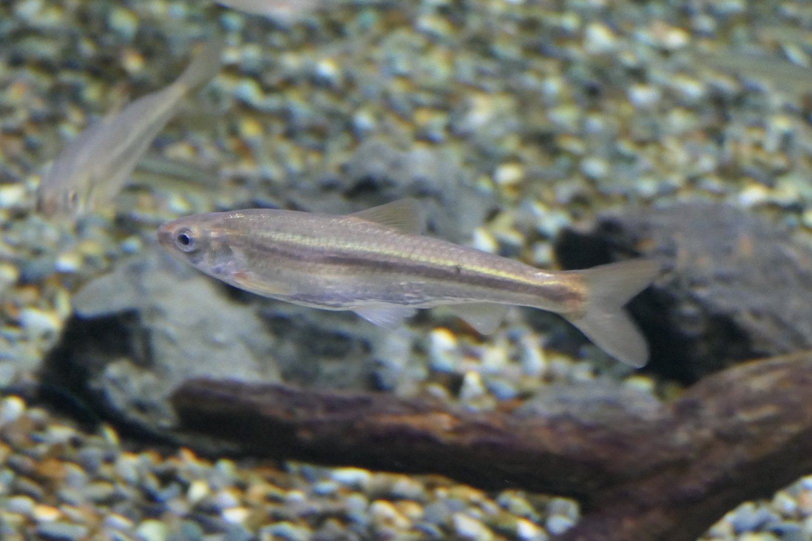 Biwa Moroko Gudgeon (Gnathopogon caerulescens) - Lake Biwa Museum