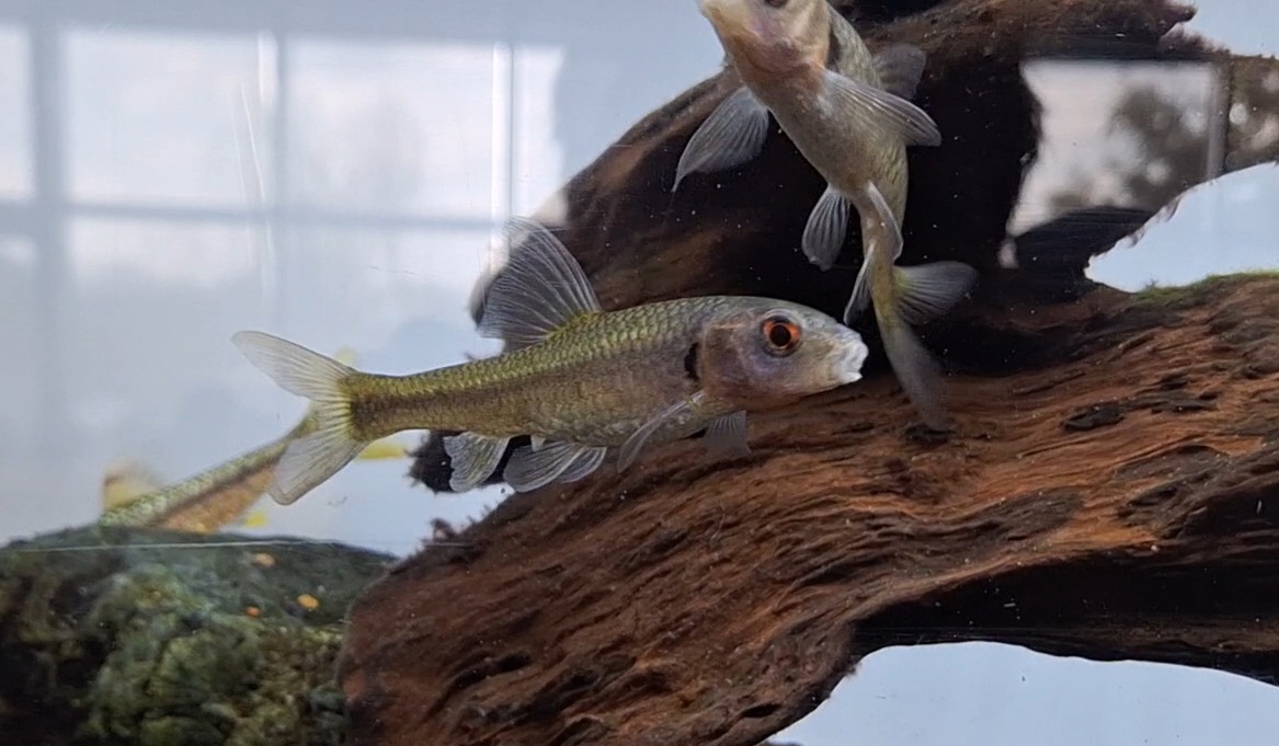 Biwa Oily Gudgeon (Sarcocheilichthys biwaensis)