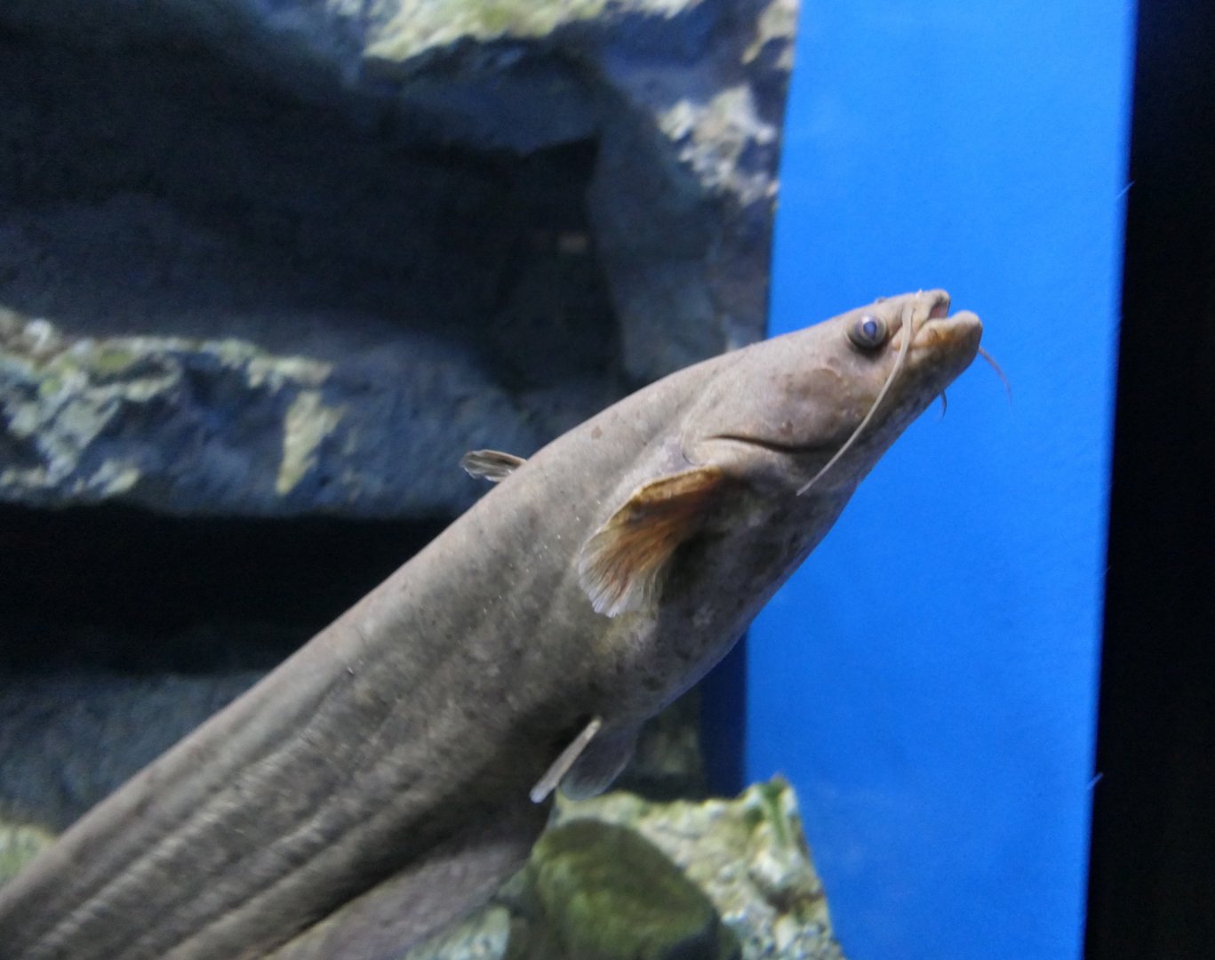 Biwa Rock Catfish (Silurus lithophilus) - Lake Biwa Museum