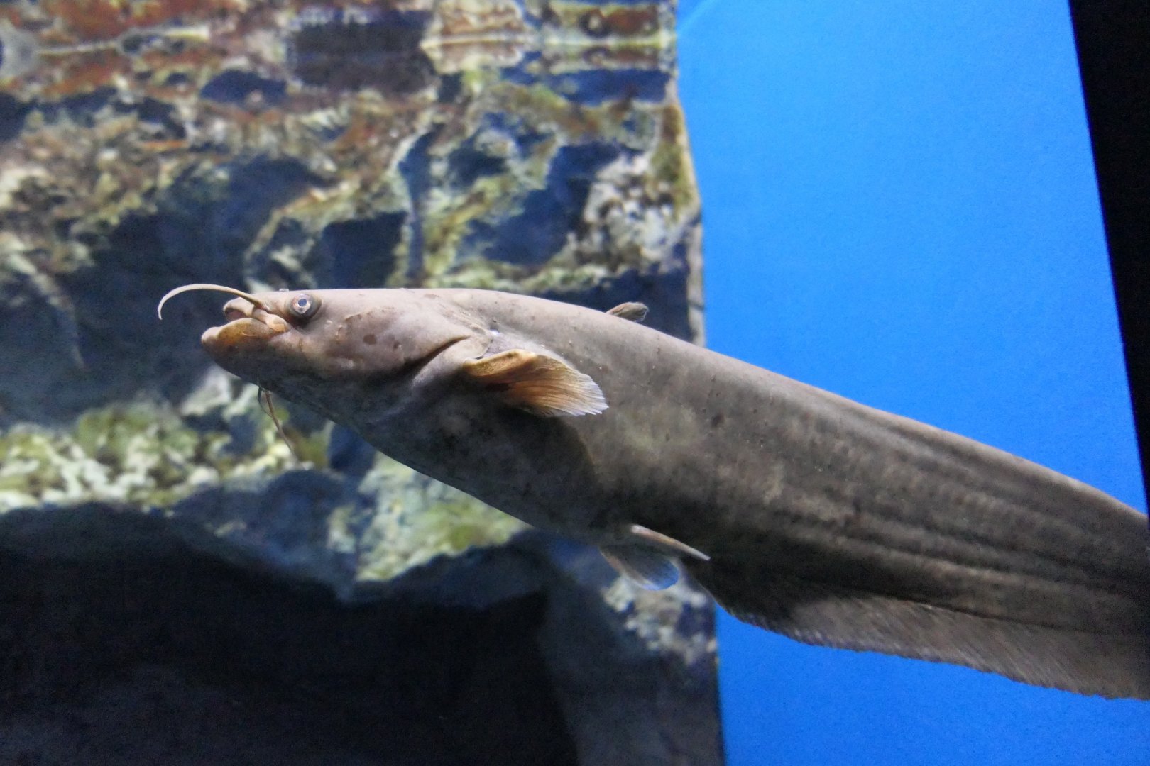 Biwa Rock Catfish (Silurus lithophilus) - Lake Biwa Museum