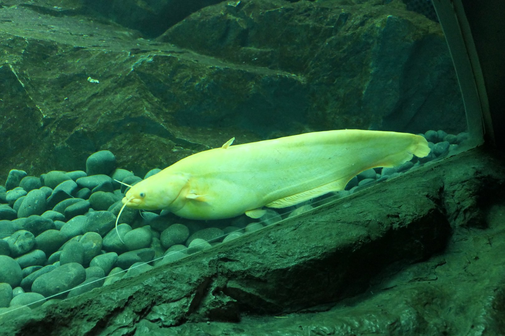 Biwa Rock Catfish (Silurus lithophilus) - Lake Biwa Museum