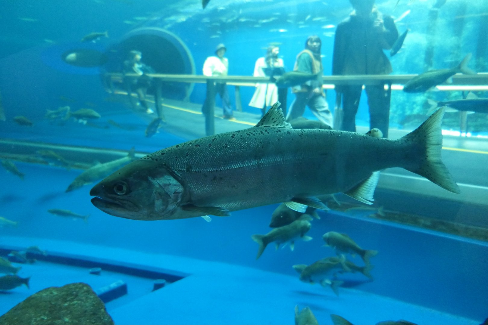 Biwa Trout (Oncorhynchus biwaensis) - Lake Biwa Museum