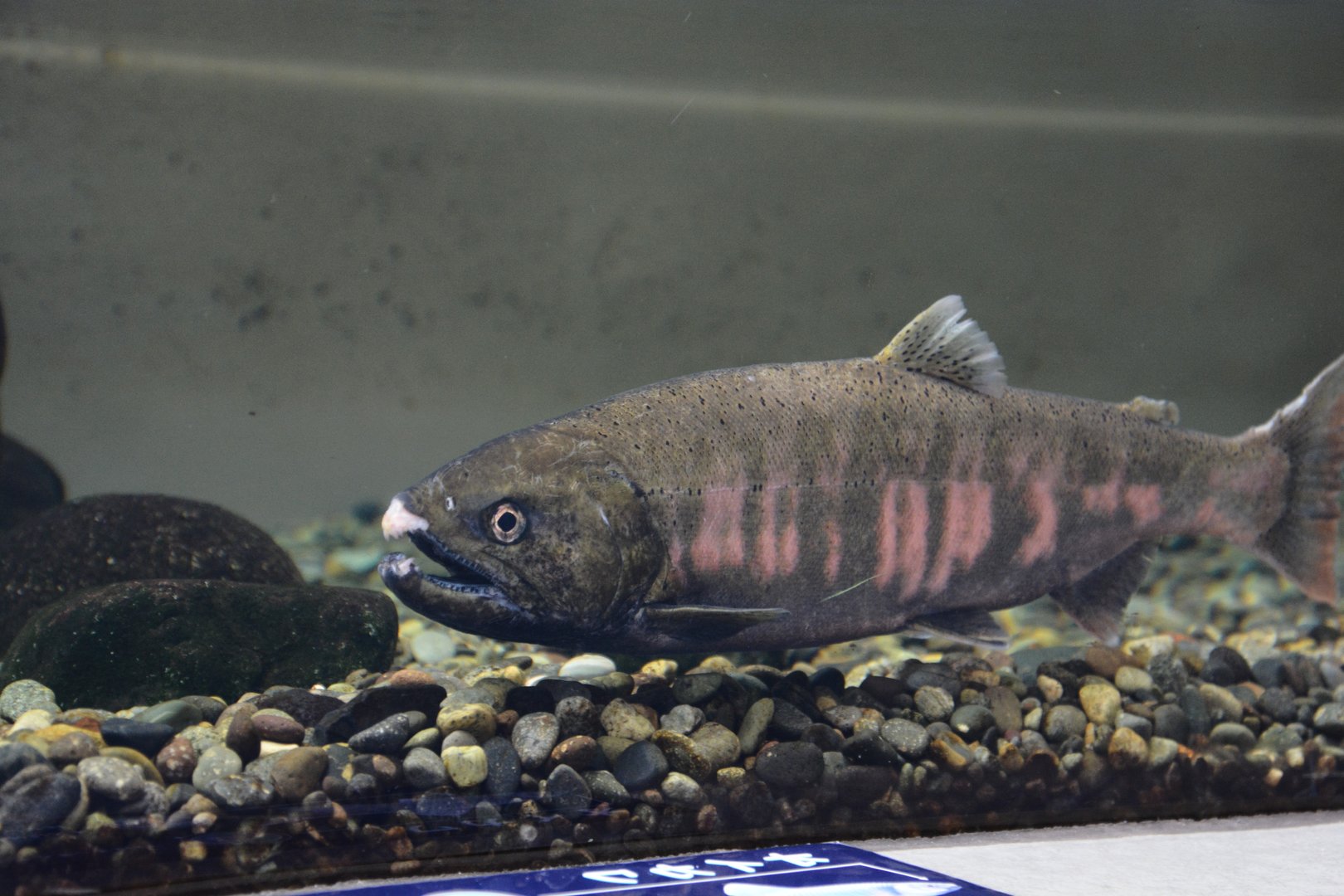 Biwa trout (Oncorhynchus rhodurus)