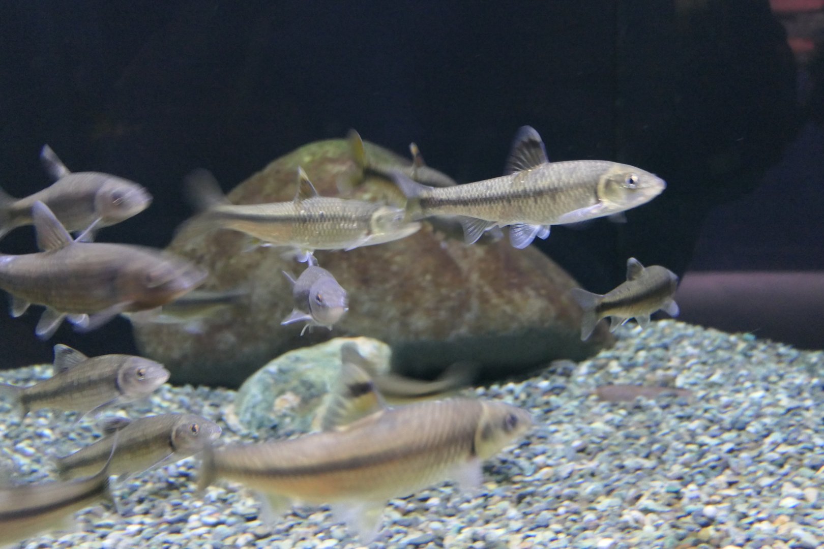 Biwahigai (Sarcocheilichthys variegatus microoculus) - Lake Biwa Museum