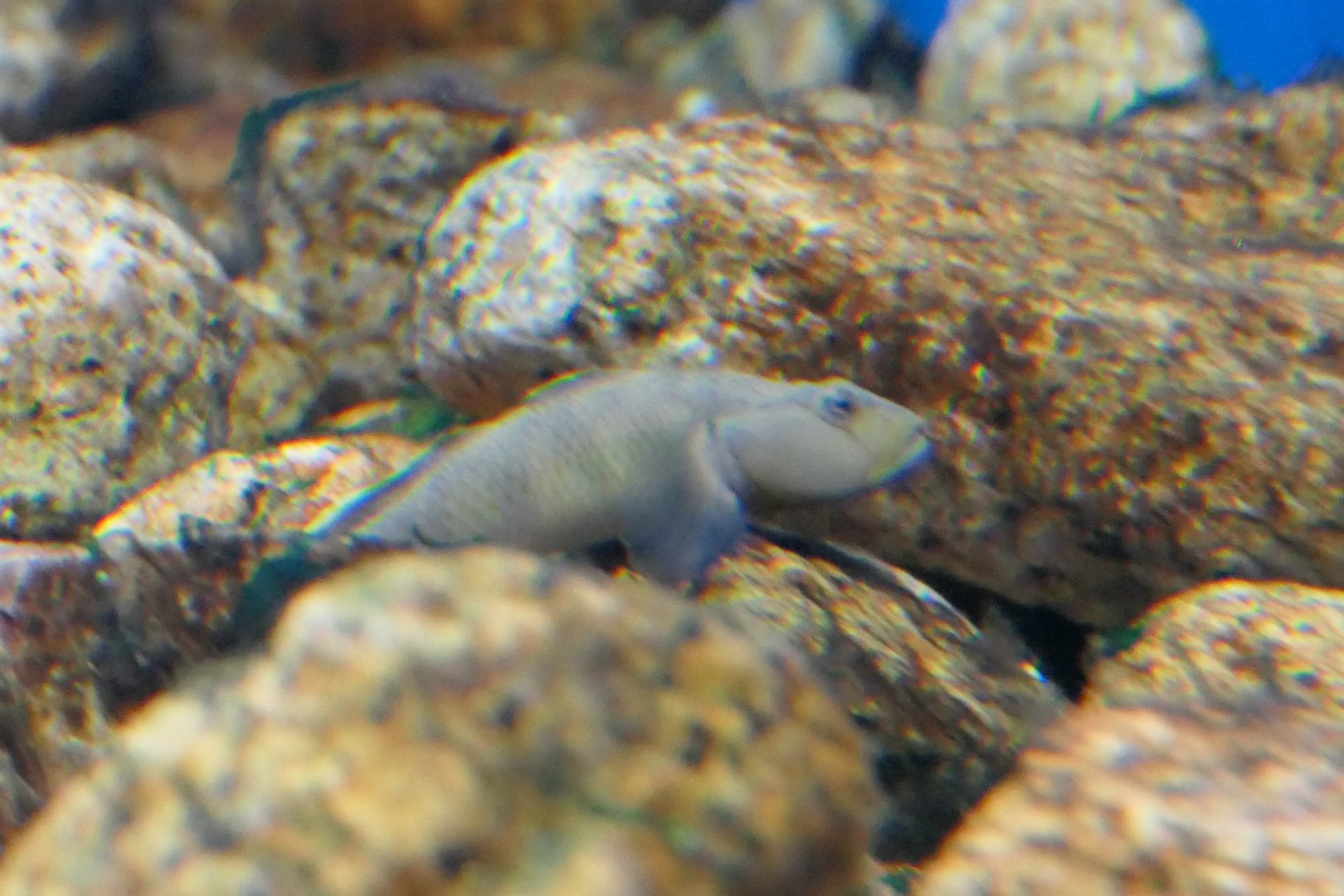 Biwayoshinobori (Rhinogobius biwaensis) - Lake Biwa Museum