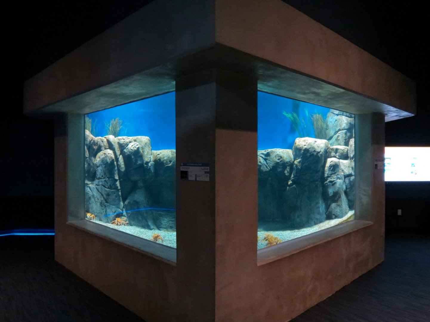 Bizarre + Beautiful - California King Crab Exhibit