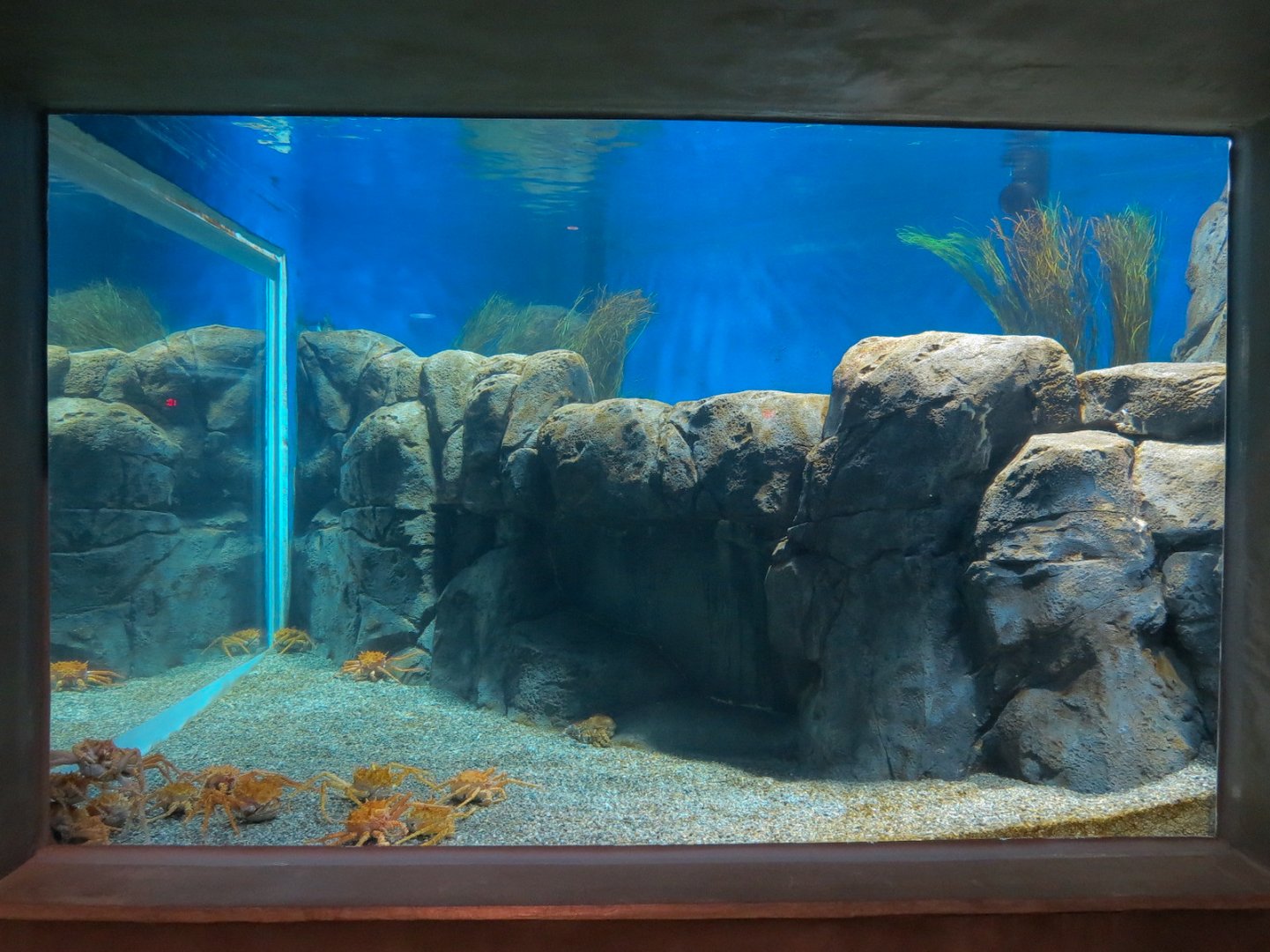 Bizarre + Beautiful - California King Crab Exhibit