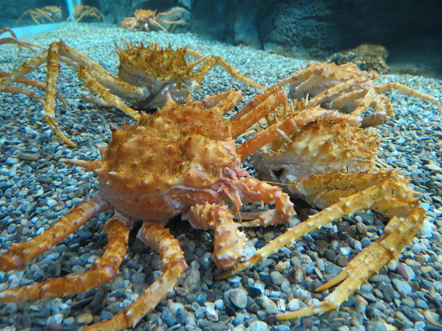 Bizarre + Beautiful - California King Crab Exhibit