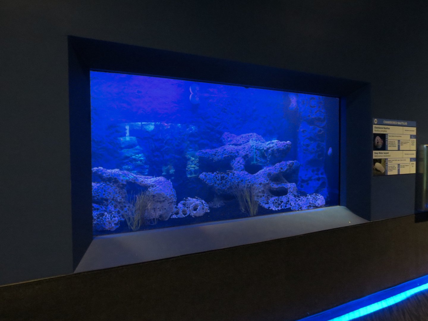 Bizarre + Beautiful - Chambered Nautilus Exhibit