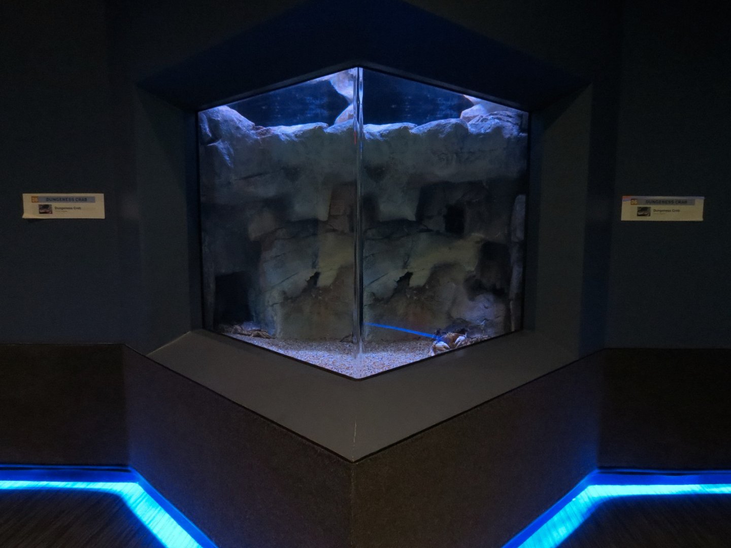 Bizarre + Beautiful - Dungeness Crab Exhibit