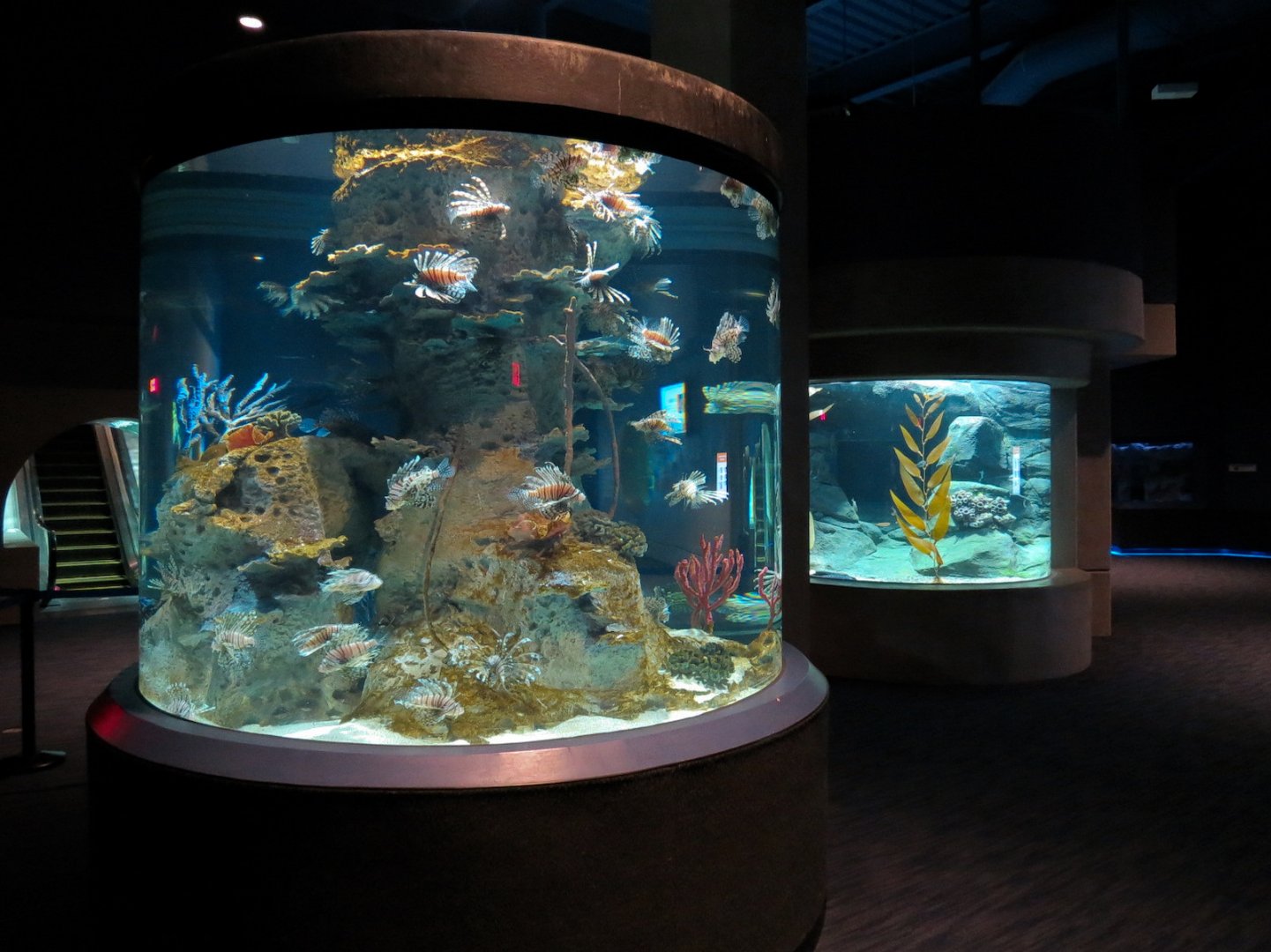Bizarre + Beautiful - Lionfish Exhibit