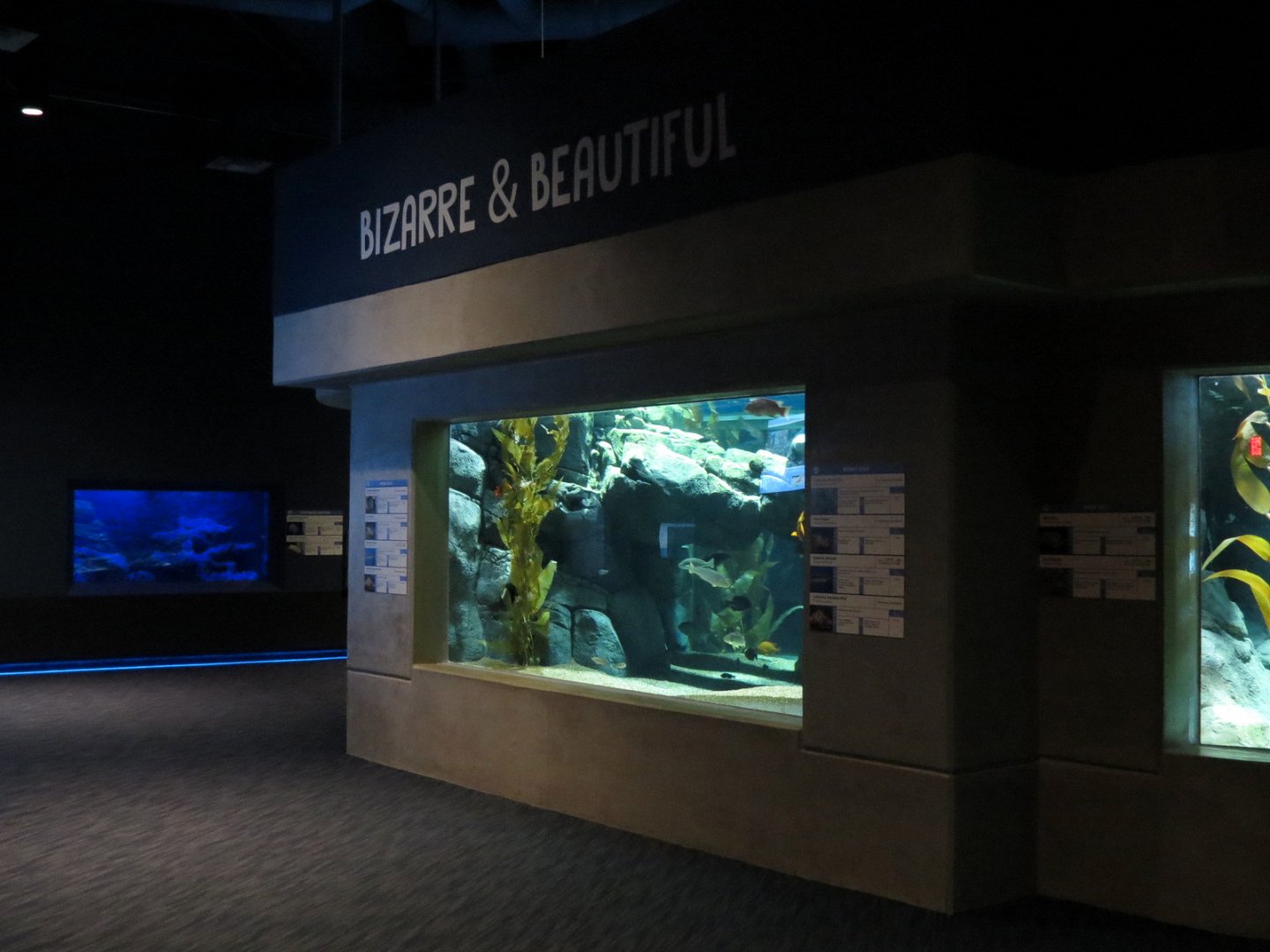 Bizarre + Beautiful - Moray Eels Exhibit