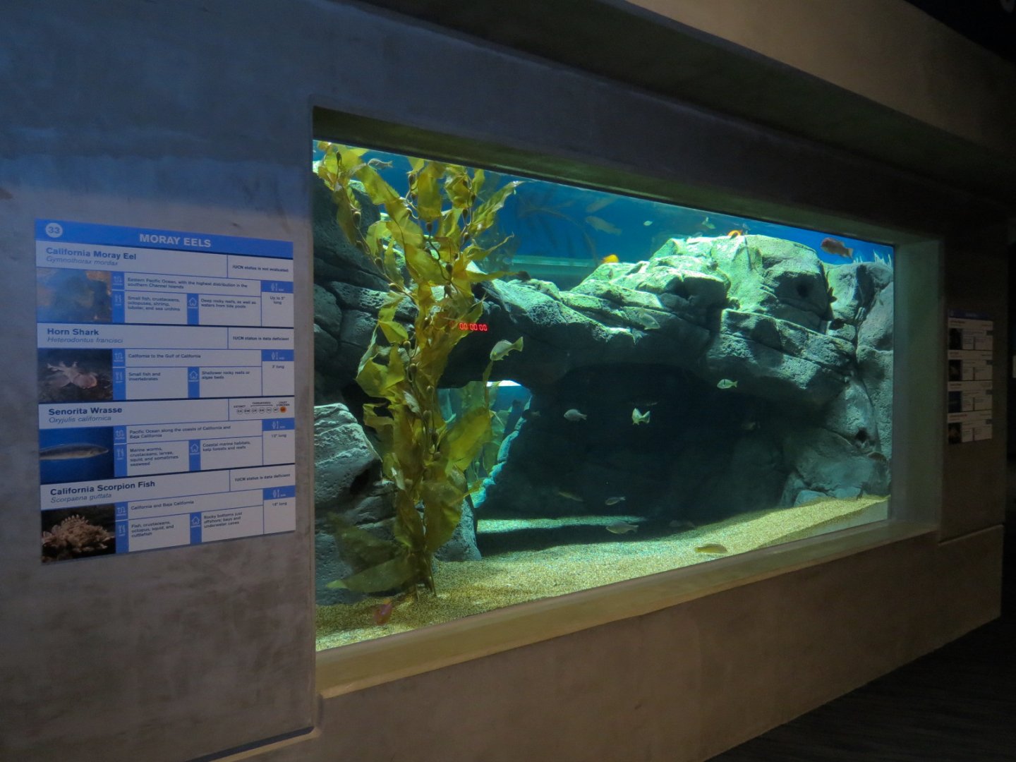 Bizarre + Beautiful - Moray Eels Exhibit