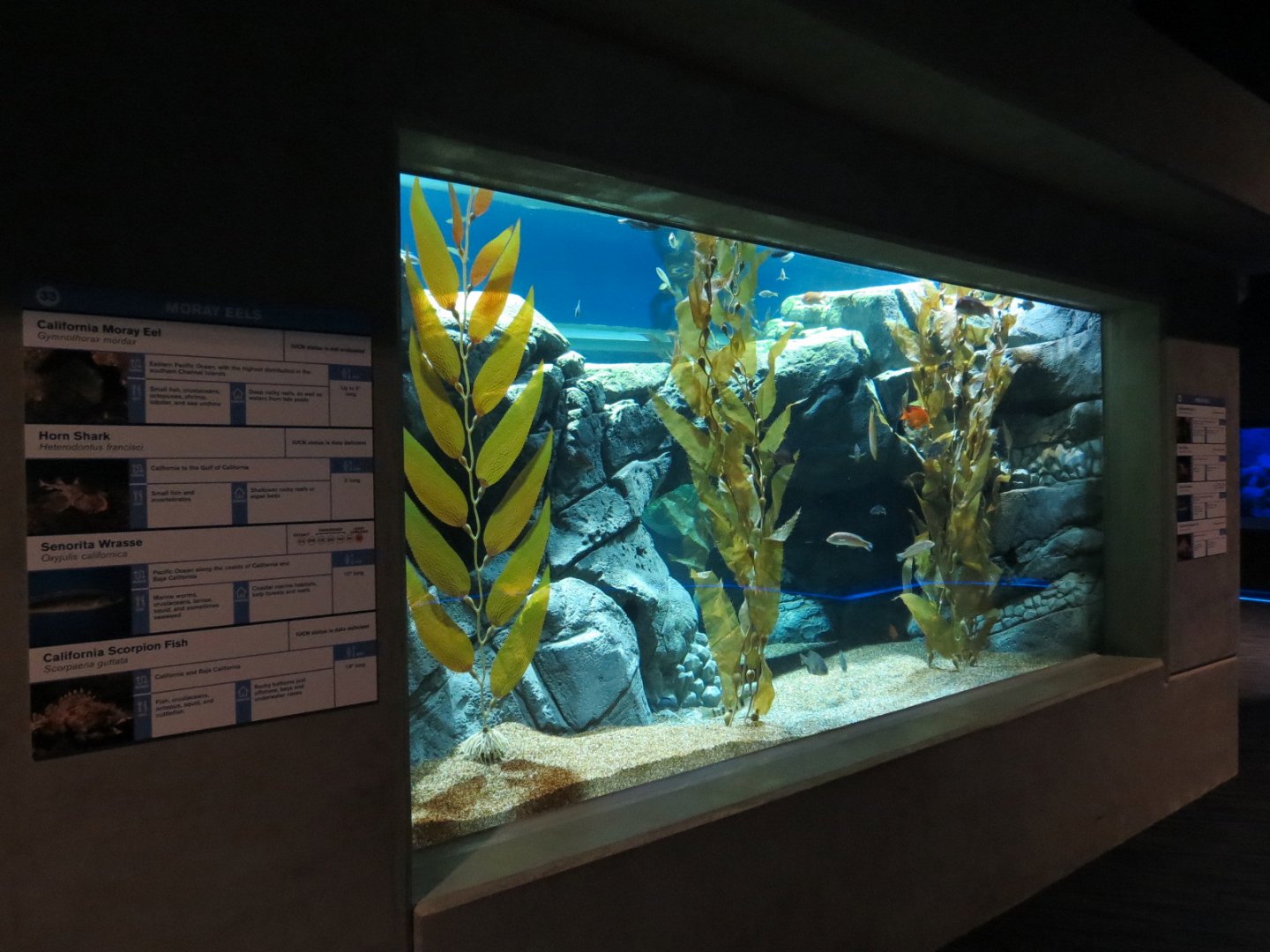 Bizarre + Beautiful - Moray Eels Exhibit