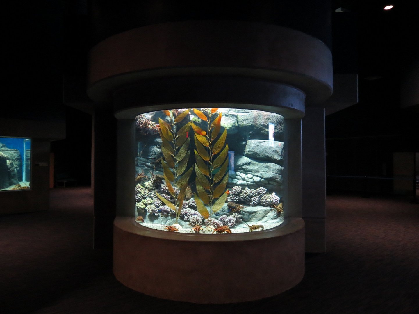 Bizarre + Beautiful - Spiny Lobster Exhibit