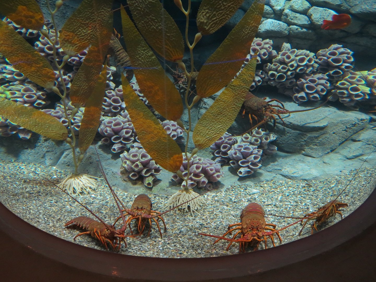 Bizarre + Beautiful - Spiny Lobster Exhibit