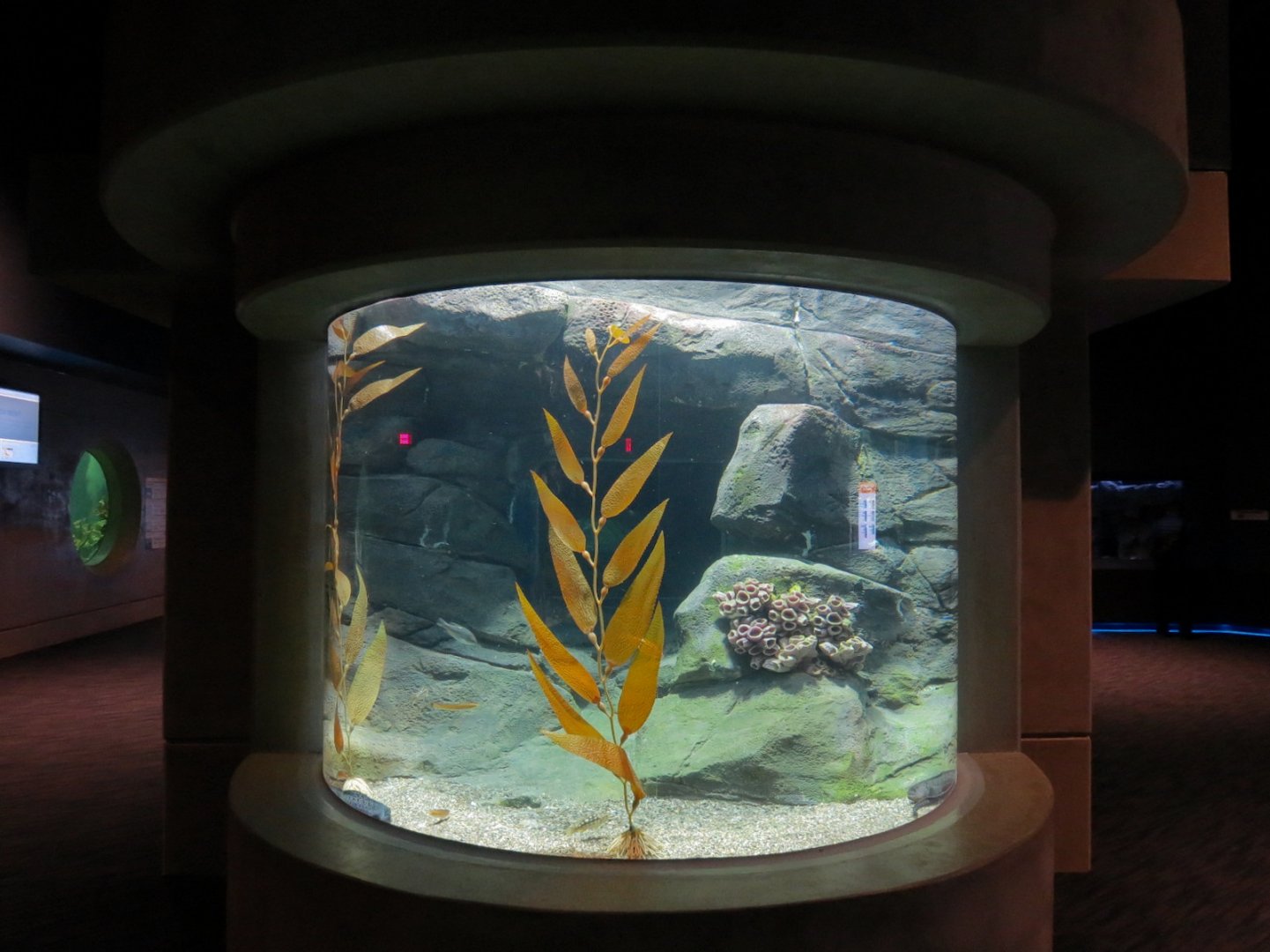 Bizarre + Beautiful - Wolf Eel Exhibit