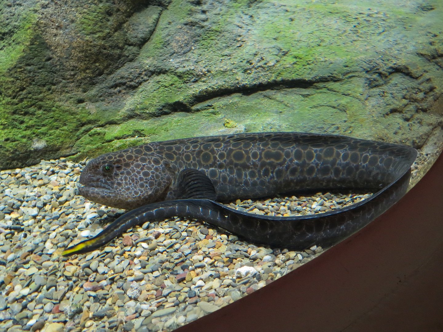 Bizarre + Beautiful - Wolf Eel Exhibit