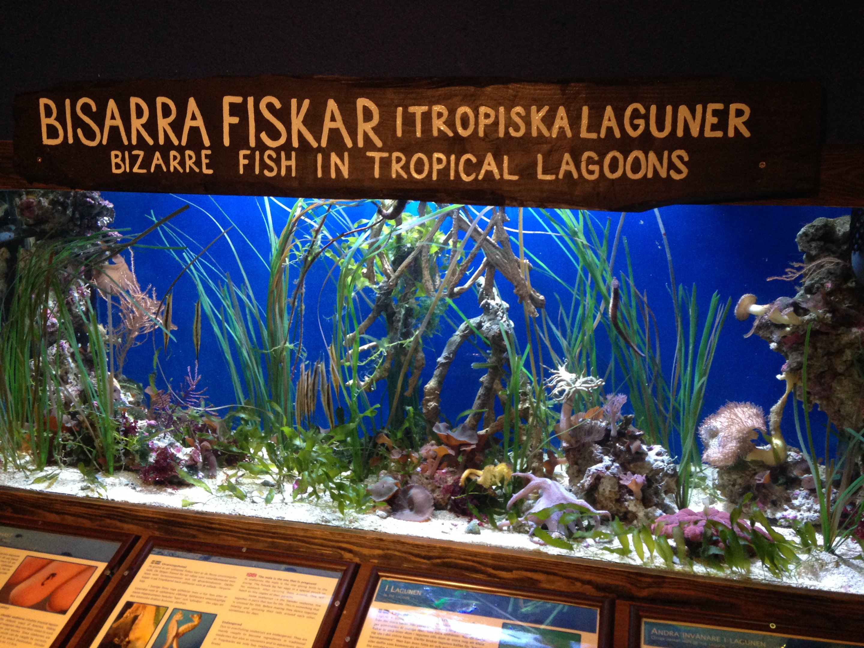 Bizarre fishes in tropical lagoons 2016