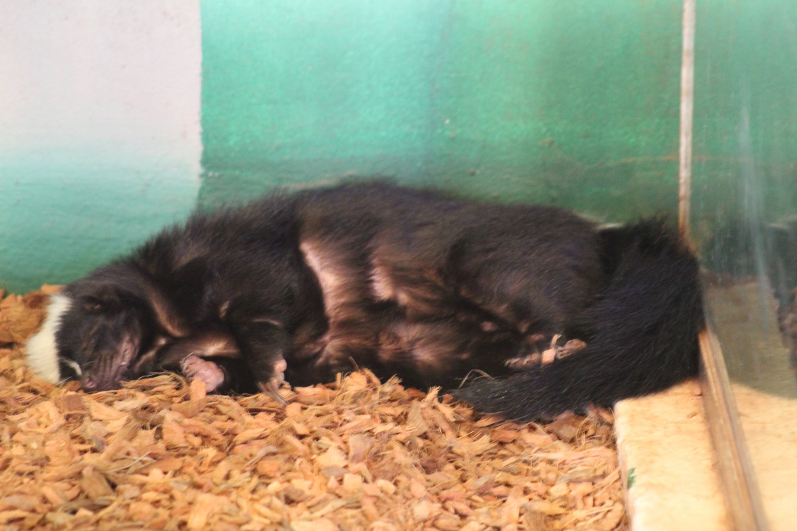 Bizarre-Looking Striped Skunk