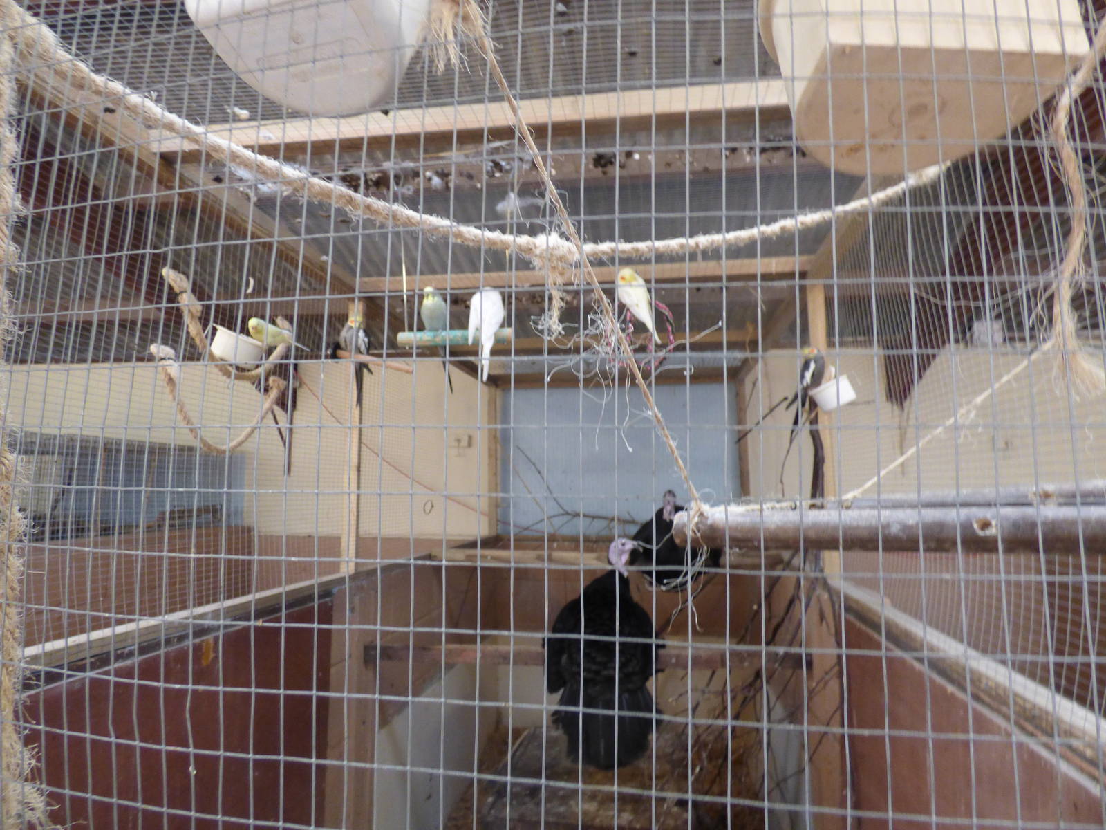 Bizarre Mixed Exhibit of Turkey,Budgerigar,Cokatiel & Domestic Europena