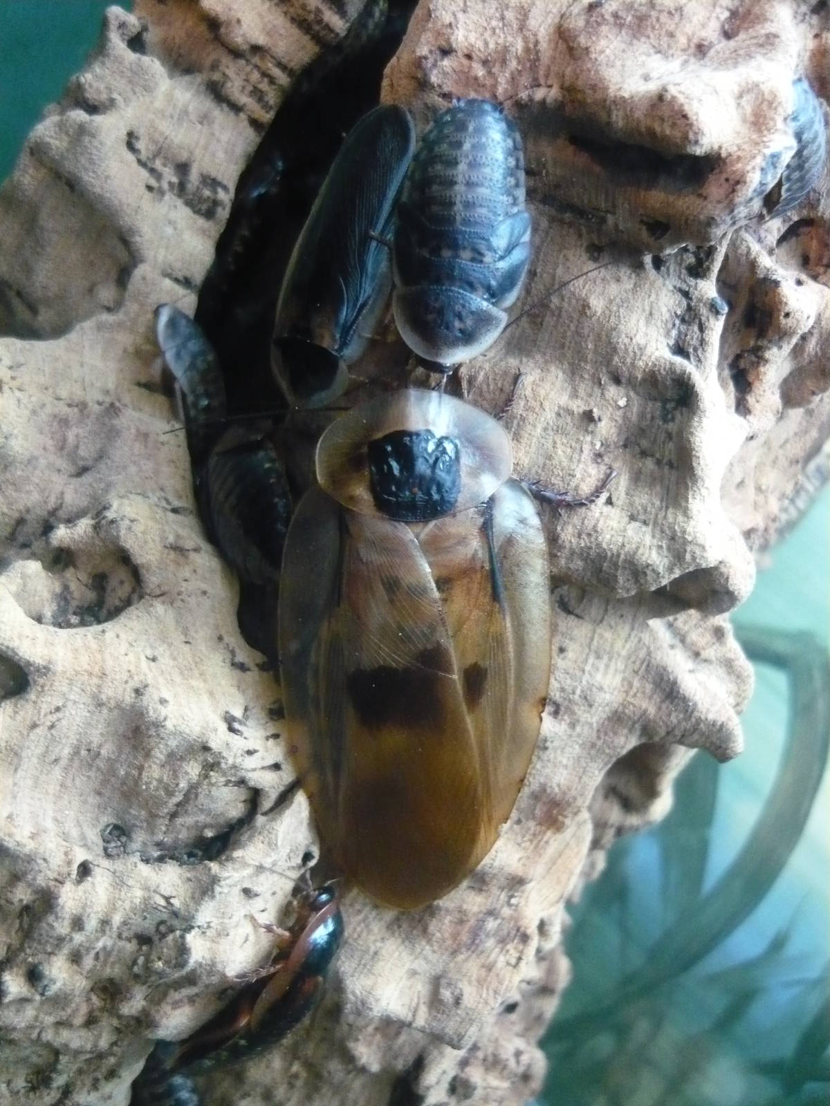 Blaberus and Blaptica cockroaches