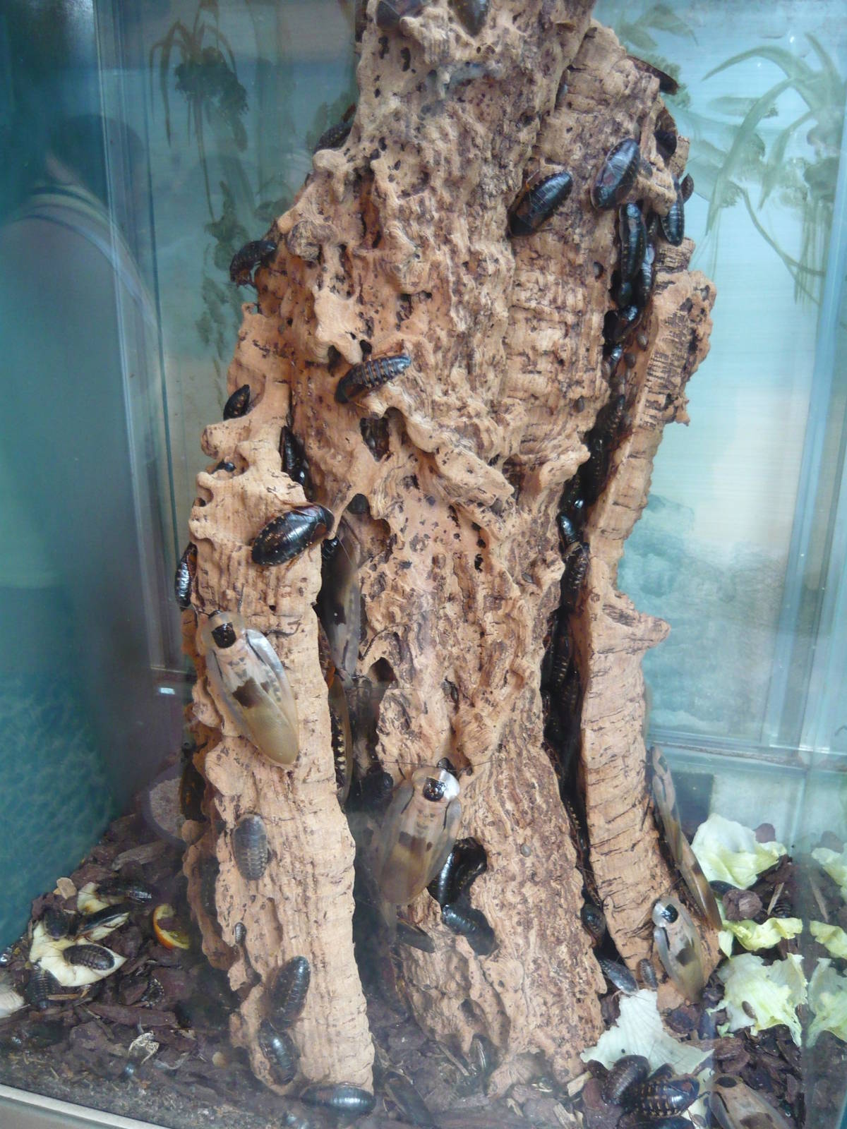 Blaberus and Blaptica cocroaches