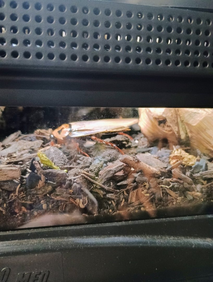 Blaberus Cockroach (Six-Spotted?) (6/21/25)