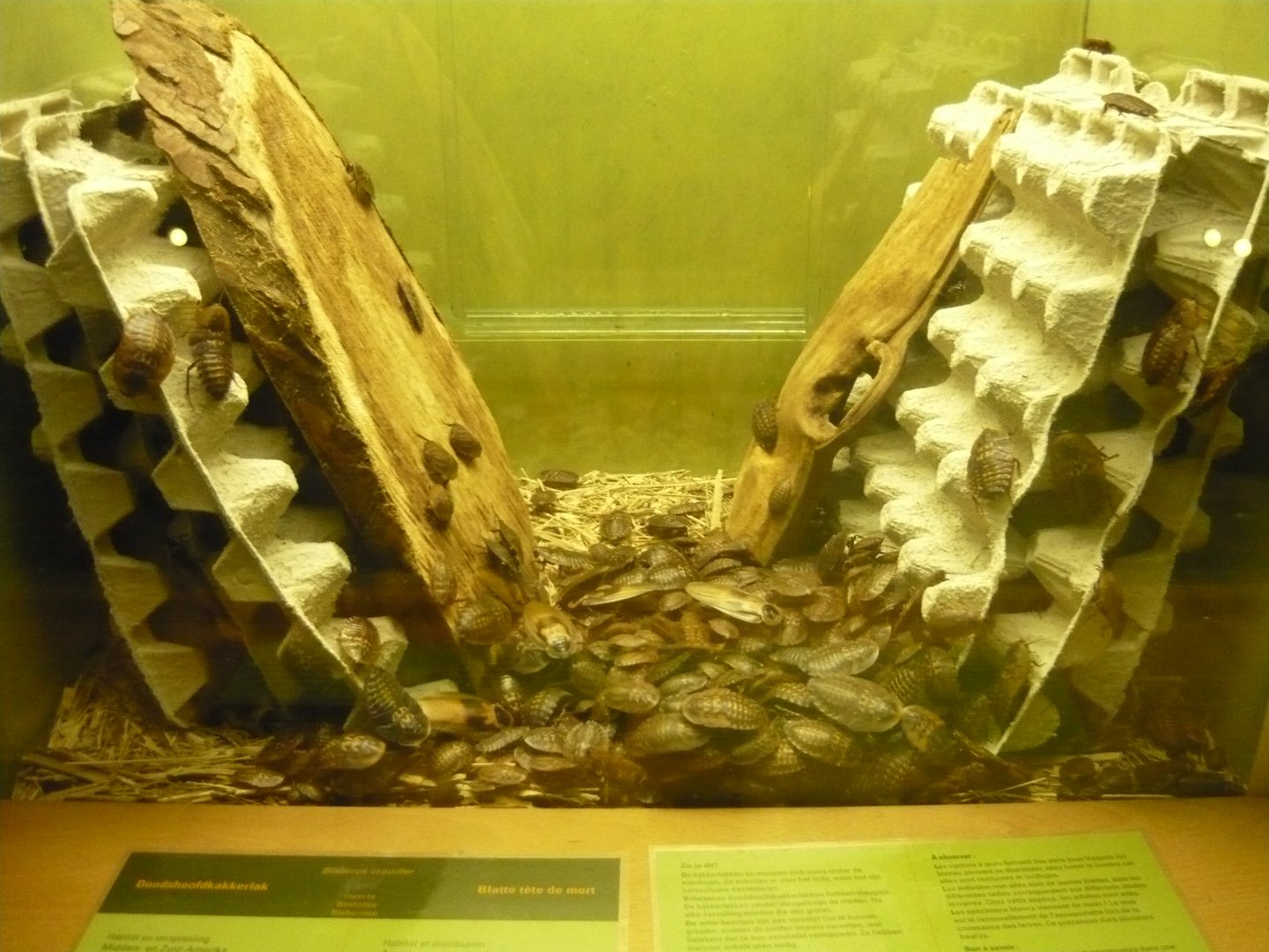 Blaberus craniifer feeding time