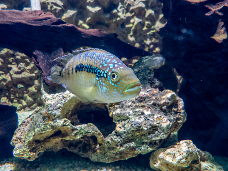 Black acara / Cichlasoma bimaculatum