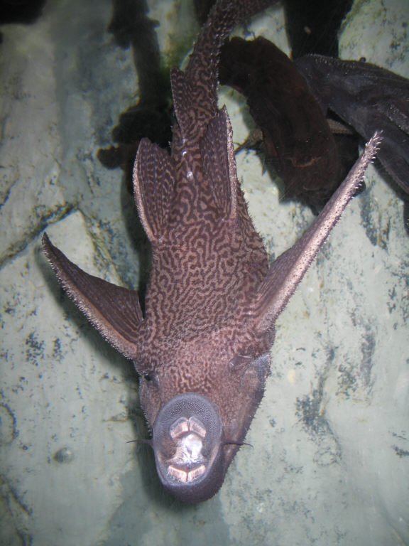 Black Adonis Catfish - COEX Aquarium