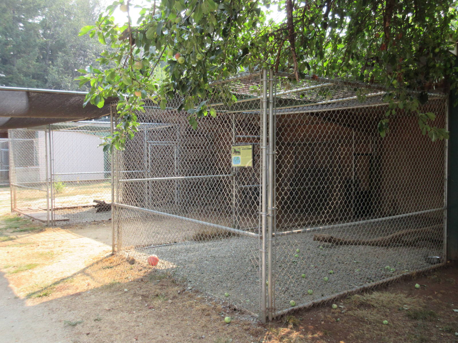 Black African Leopard Exhibit (holding cage)